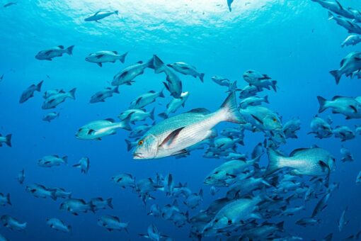 Deep Sea Fishing - Image 4
