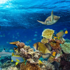 Snorkeling/ Water Scooter Diving - Private
