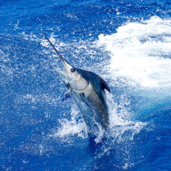 Off-Shore Fishing - Private