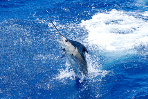 Deep Sea Fishing