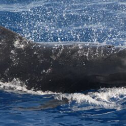 Whale & Dolphin Watching - Private