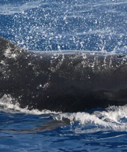 Whale & Dolphin Tour