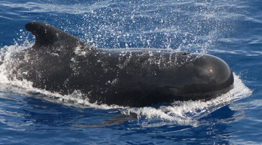 Whale & Dolphin Tour