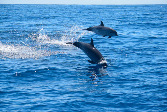 dolphin