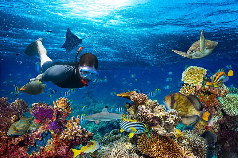 snorkel 4